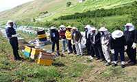 برگزاری دوره آموزش مهارتی پرورش زنبورعسل در مركز پيرانشهر 